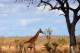 SA31-047  @    Giraffe  , Postal Stationery -Articles Postaux -- Postsache F - Giraffes