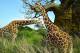SA31-049  @    Giraffe  , Postal Stationery -Articles Postaux -- Postsache F - Giraffen