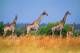 SA31-050  @    Giraffe  , Postal Stationery -Articles Postaux -- Postsache F - Girafes