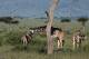 SA31-056  @    Giraffe  , Postal Stationery -Articles Postaux -- Postsache F - Girafes