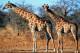 SA31-063  @    Giraffe  , Postal Stationery -Articles Postaux -- Postsache F - Giraffes