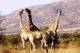 SA31-064  @    Giraffe  , Postal Stationery -Articles Postaux -- Postsache F - Girafes