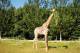 SA31-065  @    Giraffe  , Postal Stationery -Articles Postaux -- Postsache F - Girafes