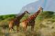 SA31-067  @    Giraffe  , Postal Stationery -Articles Postaux -- Postsache F - Giraffen