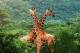 SA31-068  @    Giraffe  , Postal Stationery -Articles Postaux -- Postsache F - Giraffes