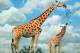 SA31-077  @    Giraffe  , Postal Stationery -Articles Postaux -- Postsache F - Girafes