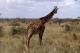SA31-084  @    Giraffe  , Postal Stationery -Articles Postaux -- Postsache F - Giraffen