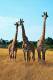 SA31-088  @    Giraffe  , Postal Stationery -Articles Postaux -- Postsache F - Girafes