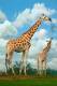 SA31-092  @    Giraffe  , Postal Stationery -Articles Postaux -- Postsache F - Giraffes