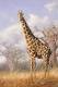 SA31-093  @    Giraffe  , Postal Stationery -Articles Postaux -- Postsache F - Girafes