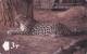 Télécarte - Taxcard : The Arabian Leopard - Oerwoud