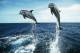 E-10zc/Do  18 ^^  Marine Mammal Dolphin Mammifères Marins   Dauphins , ( Postal Stationery , Articles Postaux ) - Dauphins