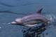 E-10zc/Do  5 ^^  Marine Mammal Dolphin Mammifères Marins   Dauphins , ( Postal Stationery , Articles Postaux ) - Dolphins