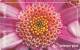 Norway, N240, Rod Blomst, Gerbera, Flower, CN ; 22030 001E2,  2 Scans. - Norvegia