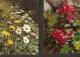 5k. FLORA - Flower - Flowers Daisy Mdeicinal Plants Flowers Etc - Set Of 2 - Plantes Médicinales