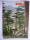 Delcampe - Lot De 25 Cartes De Corse Toutes Differentes ( Toutes Visible ) - 5 - 99 Cartes