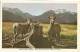 Mountain Sheep, Banff National Park, Alberta, Canada, Unused Postcard [13401] - Banff