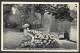 Royaume Uni Cpa - Post Card - 36 - The Thames At Sonning Lock, Near Reading - - Reading