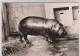 CPM HIPPOPOTAME NAIN DU LIBERIA En 1959!! - Nijlpaarden