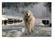 Chien De Montagne Des Pyrénées Patou - Chiens