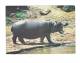 Hippopotame Hippopotamus - Photo By Joseph L. POPP - Timbre KENYA Pierre Agate Guerriers TURKANA - Hippopotamuses