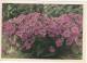 URSS , 1969 , Flowers ; Annual Phlox ; Pre-paid Postcard. - Flowers