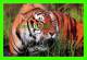 TIGRES - TIGER IN THE WATER - - Tiger