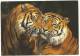 SUMATRA TIGER Tigre De Sumatra WWF - Tigres