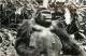 Réf : B -13-0853  : Gorille Guinée Espagnole - Singes