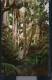 Sarasota - Jungle Gardens - Jungle Trail And Royal Palms - Florida - Sarasota