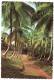 Cpsm Martinique - Majestueux Cocotiers - Regal Coconut Palms - Bomen