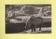 *  CPSM..( 75 )..PARIS : Le Rhinocéros D'Afrique : Parc  Zoologique Du Bois De Vincennes  - ( 2 Scans ) - Rhinoceros