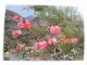 CPSM - Arabie Saoudite -  Saudi Arabia - Flowers Of The Asir - Adenium (Adenium Obesum) - Saudi Arabia