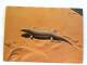 CPM Arabie Saoudite - Saudi Arabia - Sand Fish Or Skink (Scincus Philbyi) - Arabie Saoudite