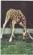 Giraffe - Carl Hagenbeck Circus' Giraffe At Inter. Women & Children Fair, Tokyo, C.1933, Japan's Vintage Postcard - Giraffe