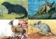 Botswana - 1992 Animals Postcard Set Mint - Botswana