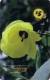 MICRONESIA - Remote Memory 5$ Card , Yellow Flower, Used - Mikronesien