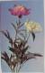 Paeonia - 1968 / USSR - Blumen