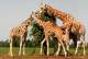 S37-100   @  Giraffes  , Postal Stationery -Articles Postaux -- Postsache F - Girafes