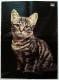 Musik Poster  Barclay James Harvest -  Rückseitig : Katze  -  Von Pop Rocky 1980 - Affiches & Posters