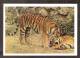 Animals USSR 1963 MNH Stationary Postcard Tiger In Moscow Zoo - Tijgers