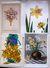 Cp Lot 4x Litho Illustrateur 1x MEISSNER Buch Theme Fleur Jonquille Jonquilles  NARCISSE 1x Precurseur - Collections & Lots