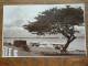 THE UMBRELLA TREE And GREEN, COWES/ Anno 1949 ( Zie Foto Voor Details ) !! - Cowes