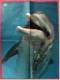 Musik Poster  - Barclay James Harvest -  Rückseitig Delphin  -  Ca. 44 X 57 Cm  -  Von Pop-Rocky  Ca. 1982 - Posters