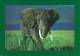 WILD TANZANIA.  Strolling Elephant In The Ngorongoro Crater. - Éléphants