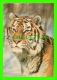 TIGERS - TIGRE DE RUSSIE - - Tigers