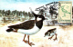 BIRDS,OISEAUX, VANELLUS VANELLUS, CM, MAXICARD, CARTES MAXIMUM, 1993, ROMANIA - Marine Web-footed Birds