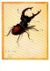 INSECT, ALBRECHT DURER'S FEN CRICKET ILLUSTRATION, POSTCARD - Insekten