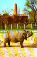 ONE-HORNED RHINOCEROS, PEKING ZOO, POSTCARD - Rhinoceros