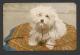 HUNGARIAN  PUPPY,(60 X 90 Mm.) 1980. - Klein Formaat: 1971-80